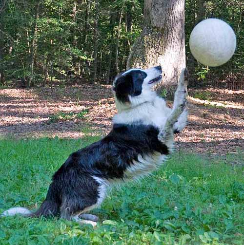 Katy jumping after a ball